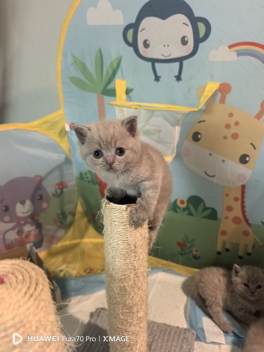 Британски късокосмести котета
