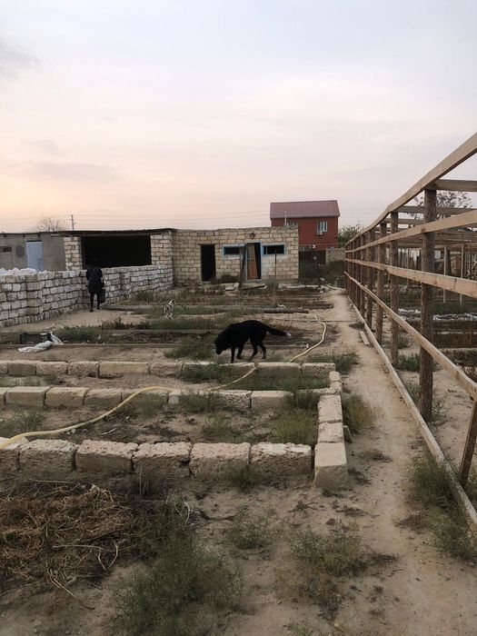 Дача с теплицой в отличном состоянии