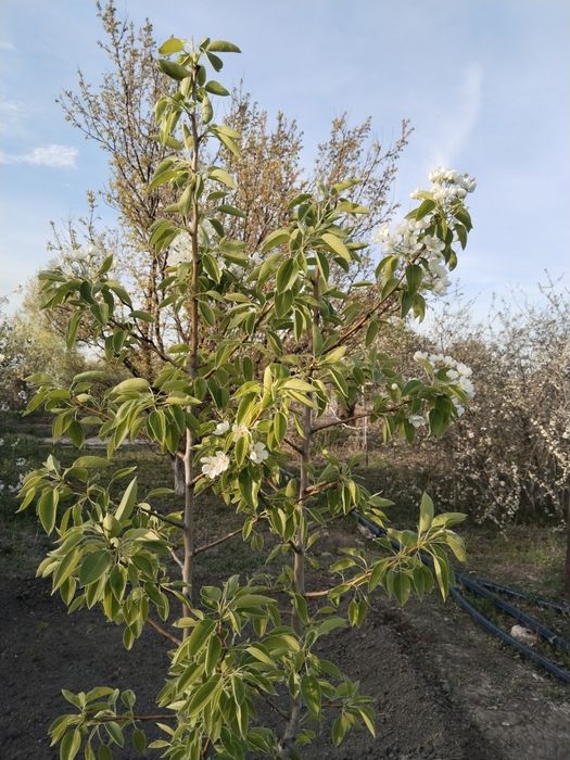 Дача на Бугарках