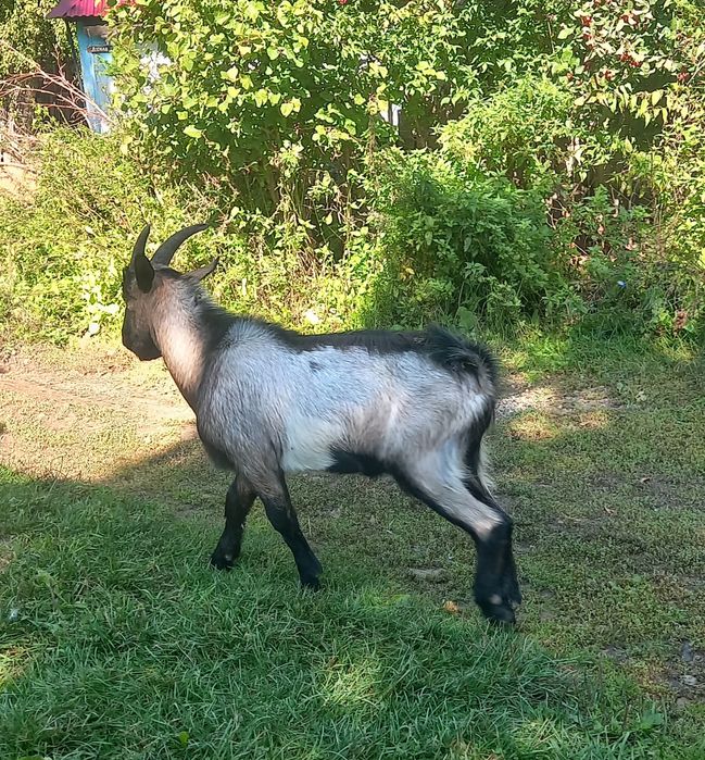 Козы, козлы Альпийские