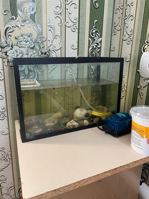 Аквариум балығымен сатылады