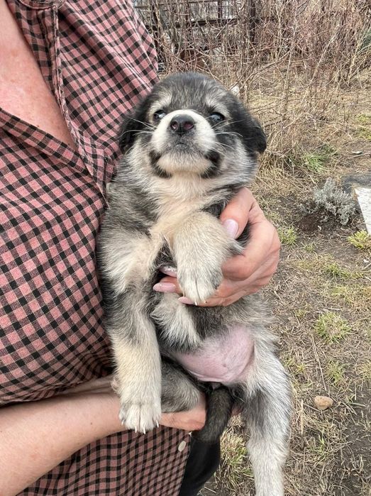 Отдам щенка в добрые руки