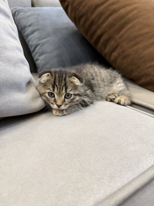 Котенок (Шотландская вислоухая)