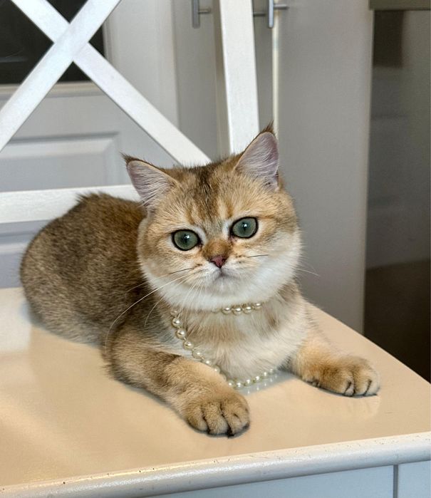 Fetita superba british shorthair golden chinchilla! Pedigree  WCF