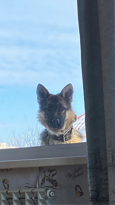 Немечкая овчарка