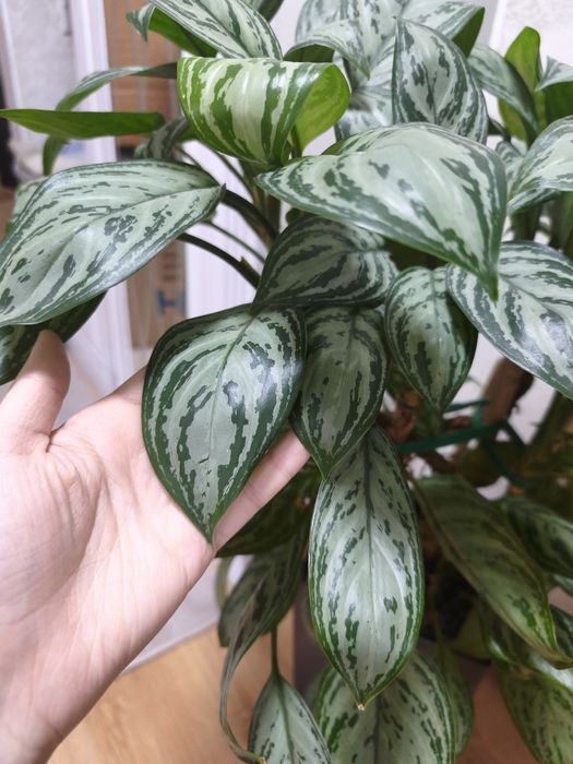 Аглаонема Сильвер Бей в высоком кашпо