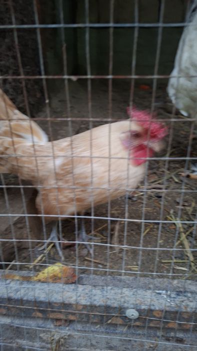 Sibray  tovuqlar sotiladi