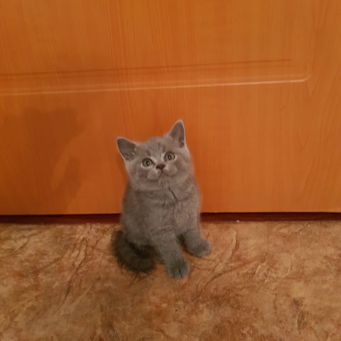 Котята британские 1.5 мес