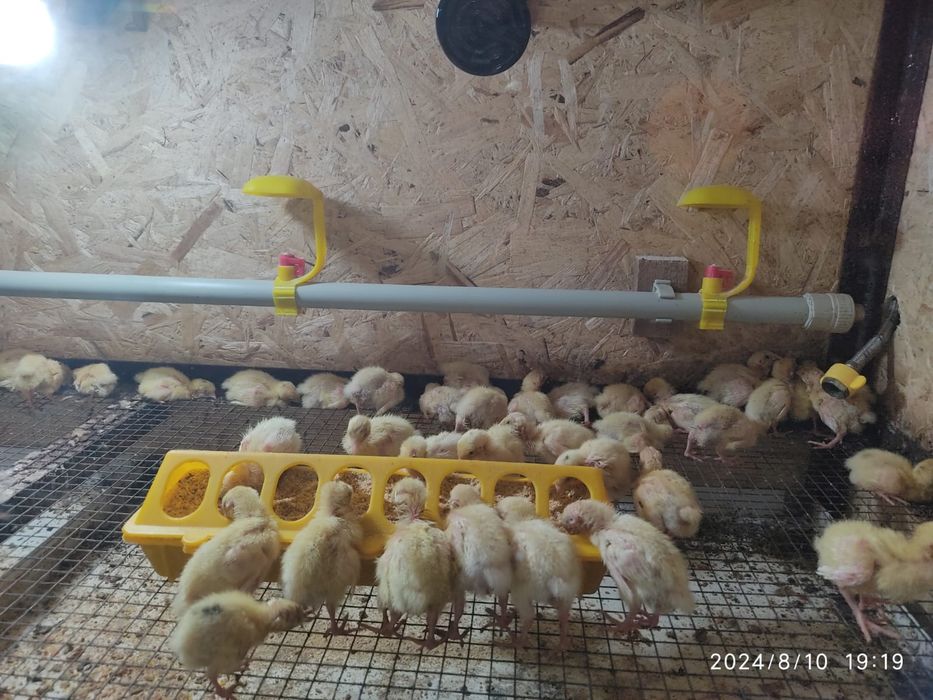 Перепела . Перепелка . Бөдене.