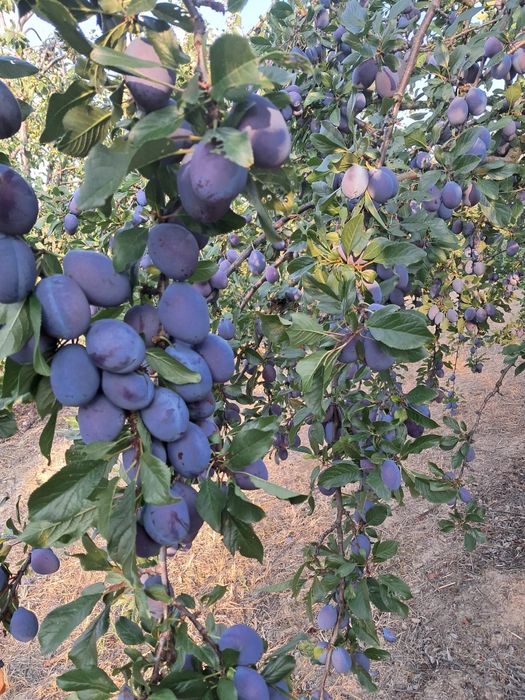 Prune pentru țuică