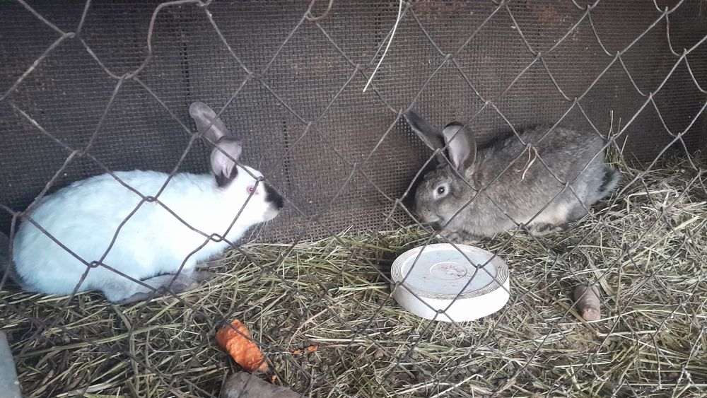 Продам кроликов 3 штуки
