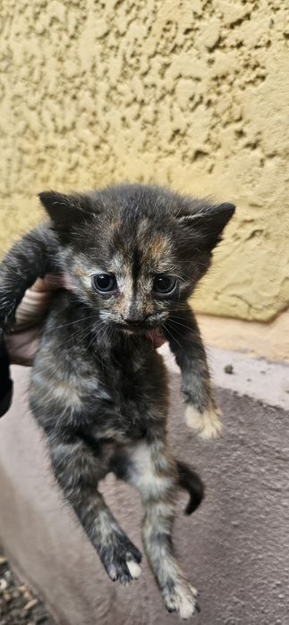 Pui de pisica spre adoptie