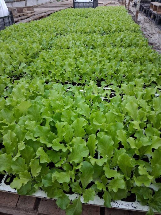 Разсад домати,краставици,пипер