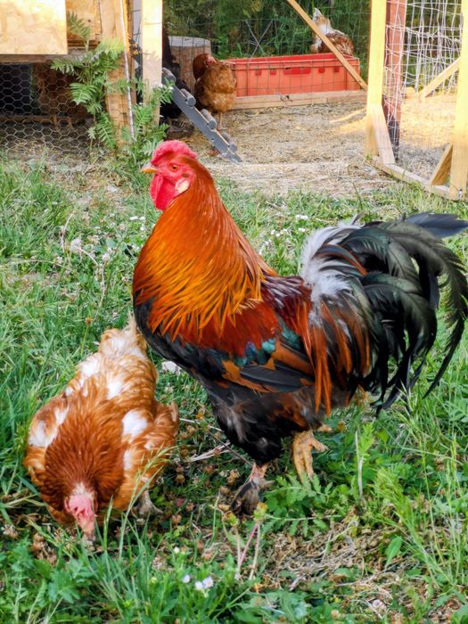 Cocos hibrid  italian