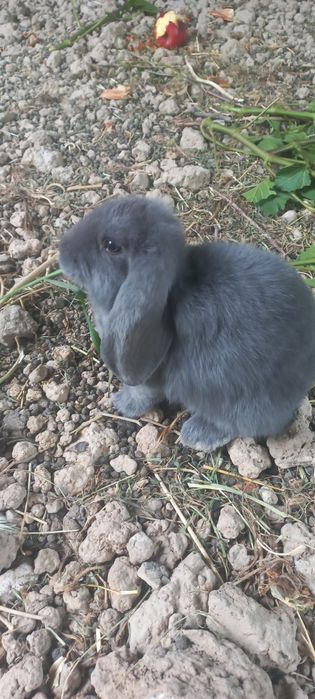 Кролики 2,5 месяца