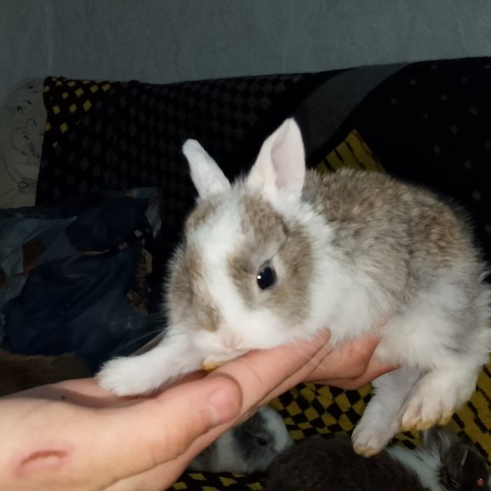 Продажа карликовых крольчат