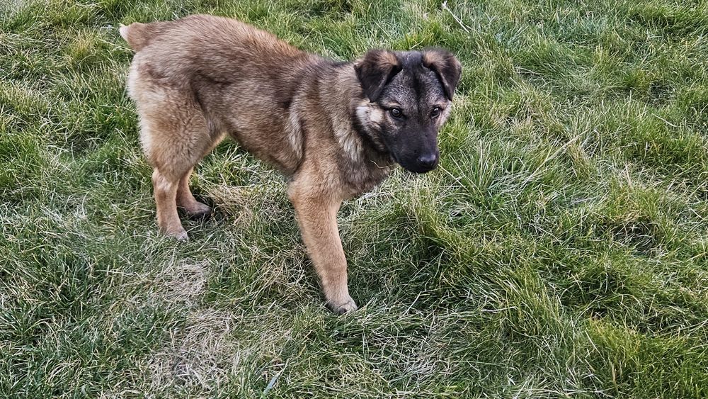 Това прекрасно бебе на около 6 мес,търси своя отговорен човек