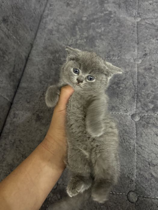 Продам котят скотиш страйт