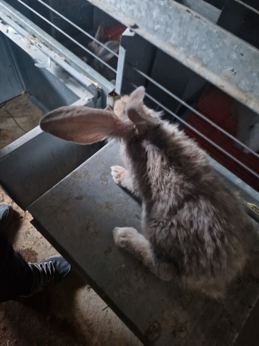 Куёнлар уй шароитида бокилган