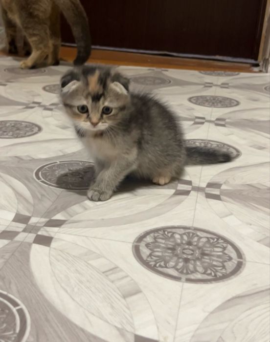 Отдам даром котят