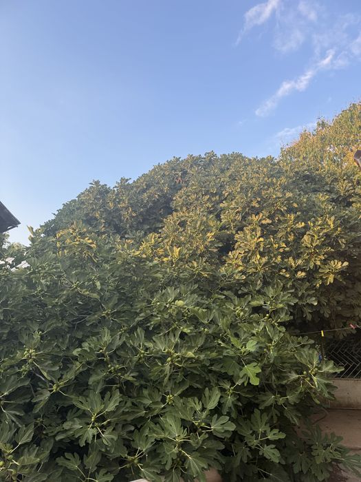 Vand smochine bio, nestopite din gradina proprie