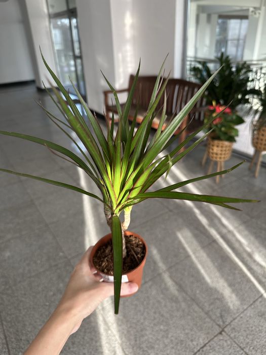 Комнатные цветы по 3500