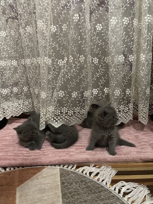 Skotiw foold  3 ta og’il bola 2 ta qz bola latoka organiwdi