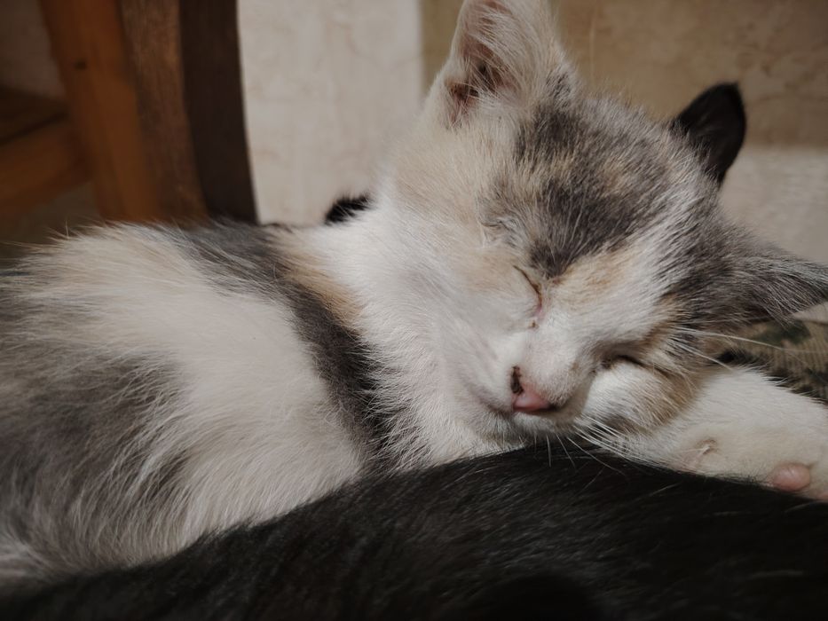 Милые котят ищут дом