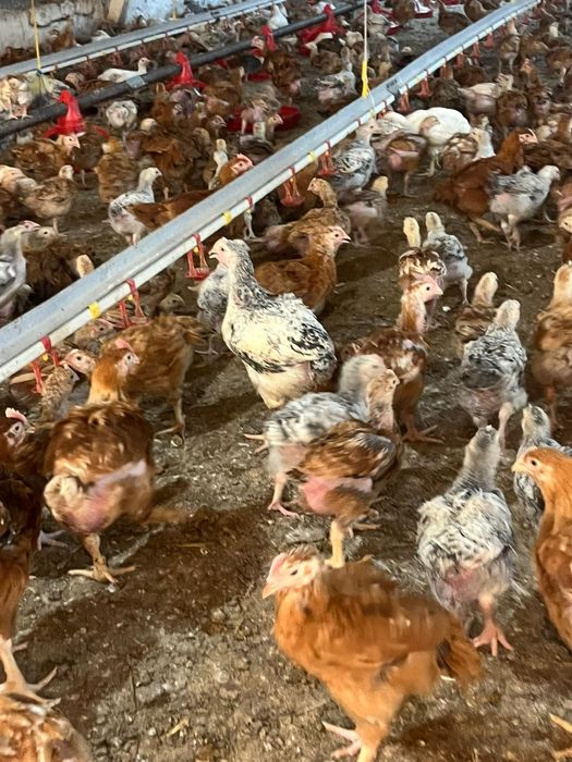 MICRO-FERMA Argeseana‼️