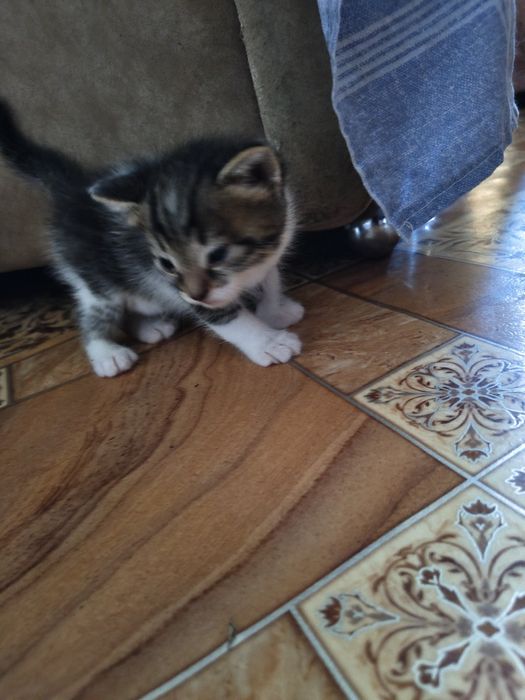Котик мальчик остался один.