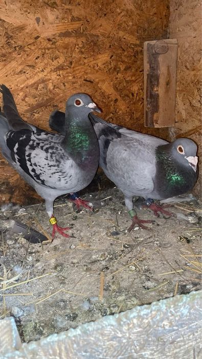 Vand porumbei zburati fond si maraton