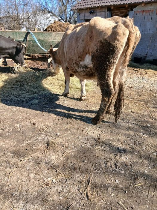 Vând 2 vaci mai multe detali la număr de telefon!