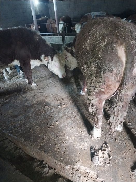 Продам Бычков. На курбан Айт