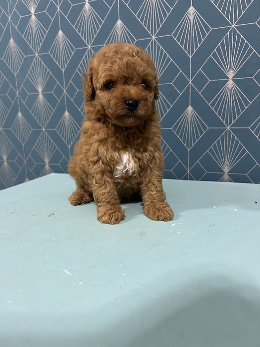 Caniche Poodle Toy cu Pedigree FCI