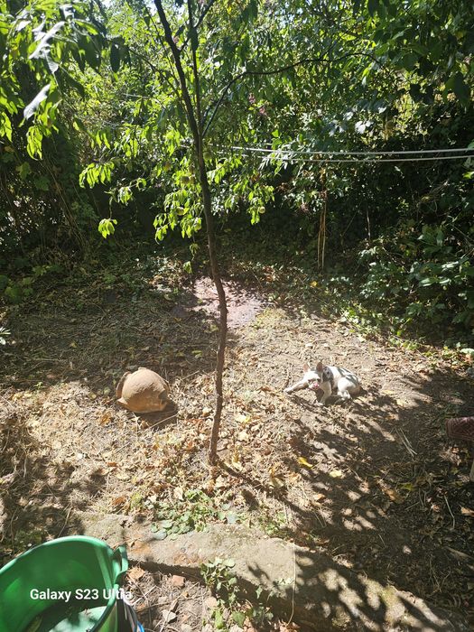 Продава се Къща в Шипка - 250 кв.м за 347 €/кв.м - Снимка #2