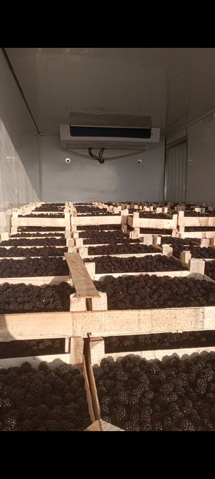 Услуги рефрижератора