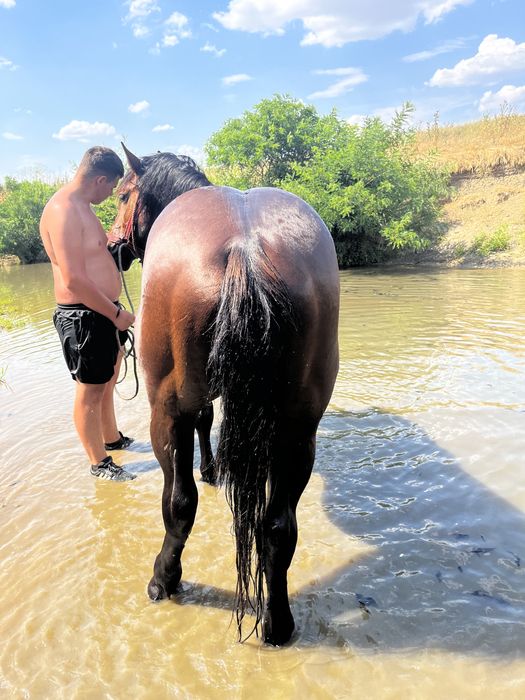 armăsar 4 ani jumate