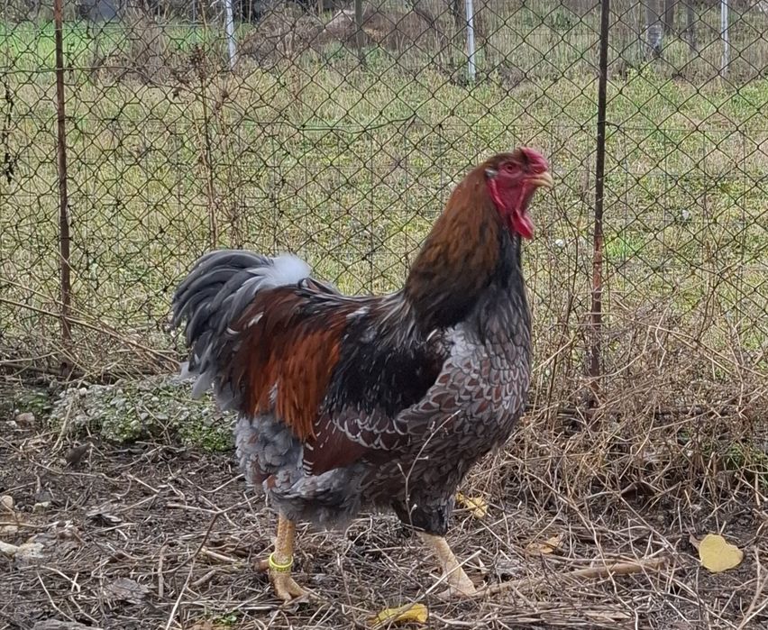 Vand cocosi Wyandotte si Austrolop