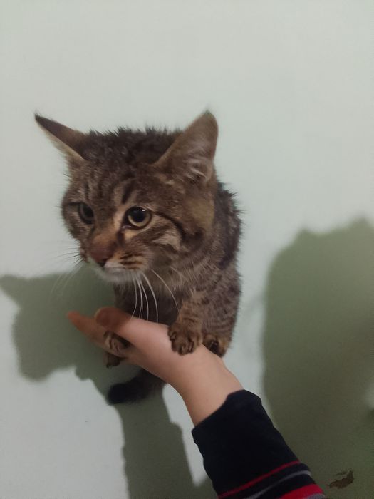 Скотиш страйт . 2024-йил