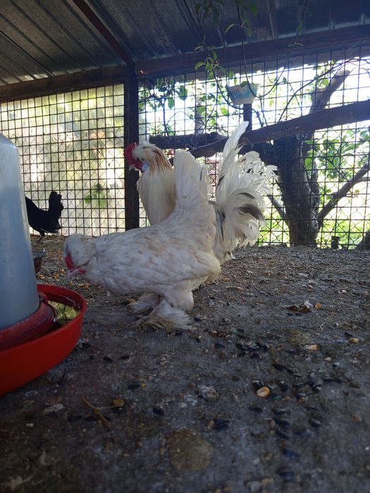 Găinușe moțate pitici caută altă casa