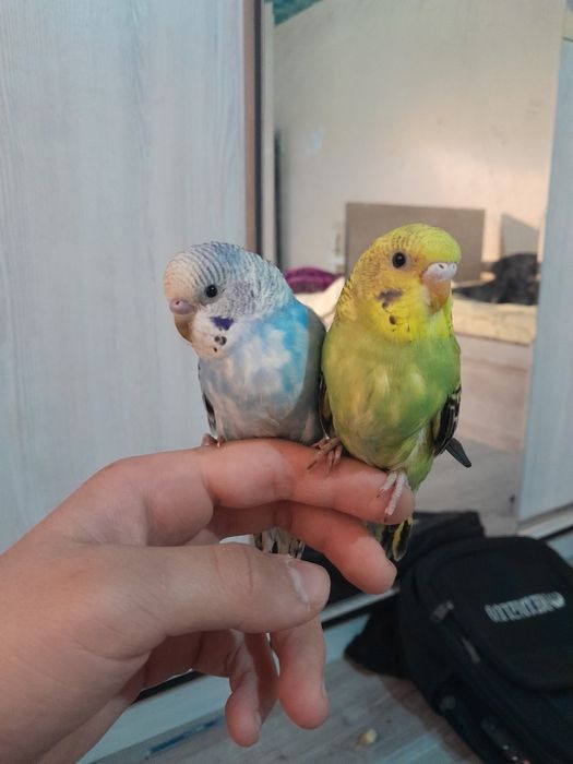 Сотилади нар ва мода ручноц