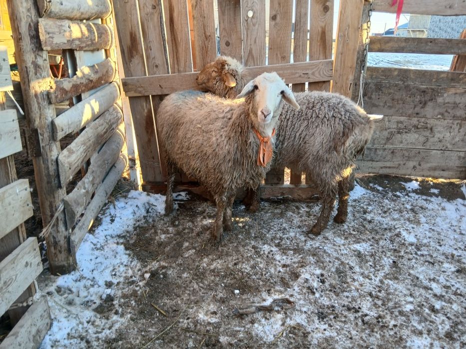 Семіз қошқар тоқтылар