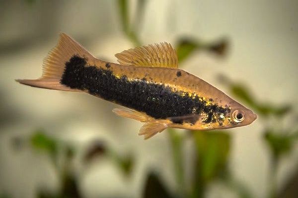 Продам Меченосцев.