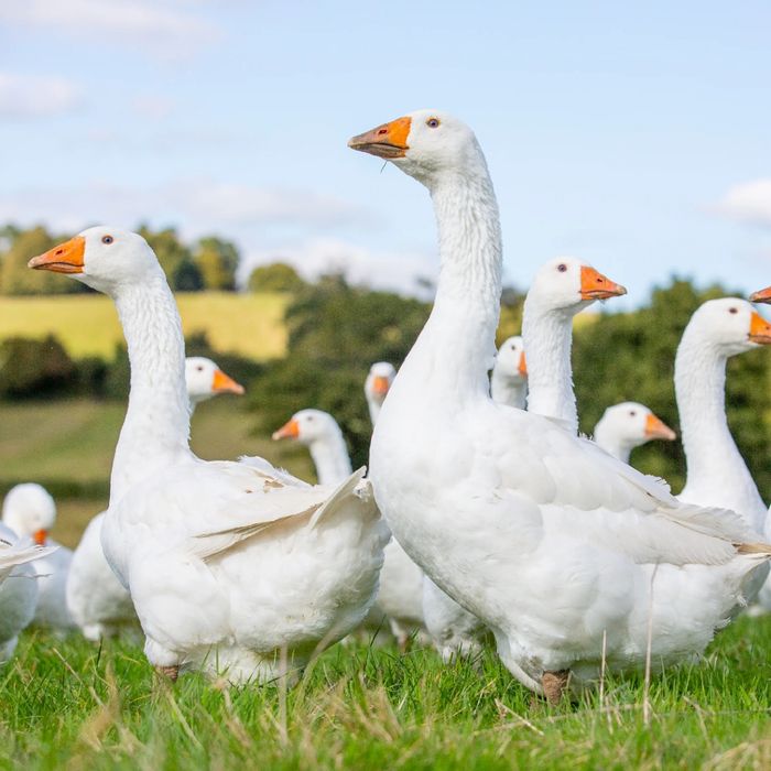 Gaste si gascani de tara