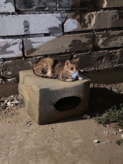 Отдам ласковую кошечку