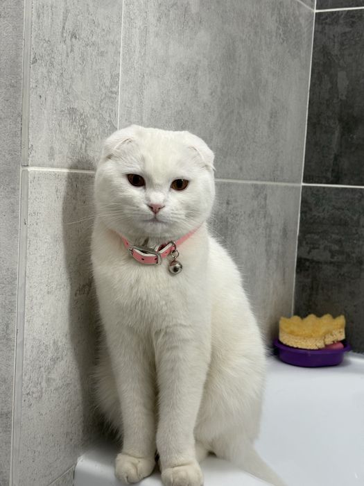Кошка Шотландская вислоухая