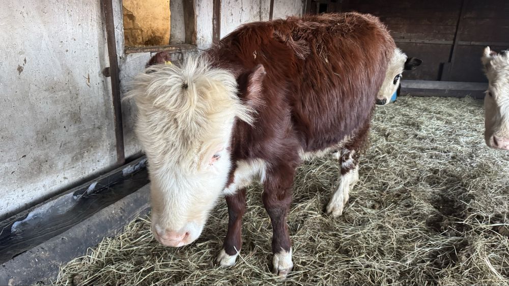 Продам телок/тайынша