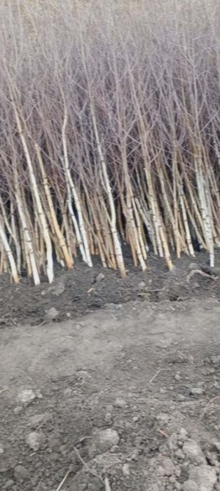 Puteți salcâm molid brad mestecăn