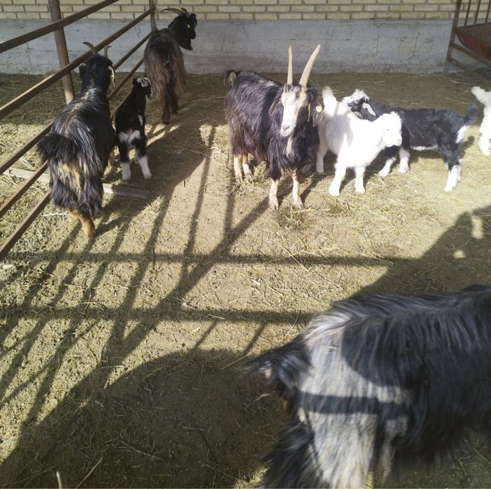 Echki ona bola Ески Она бола