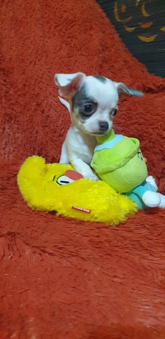 Щенок чихуахуа мальчик